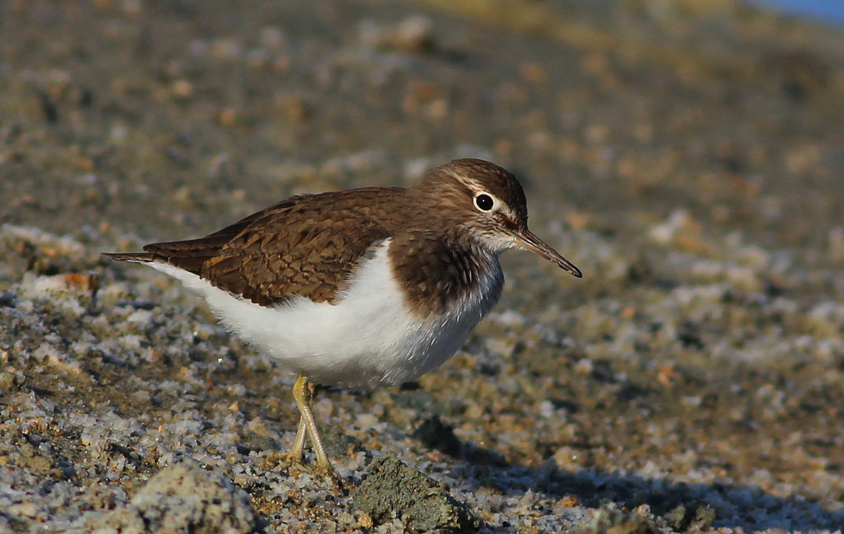 Common Sandpiper — Ana fotoğraf